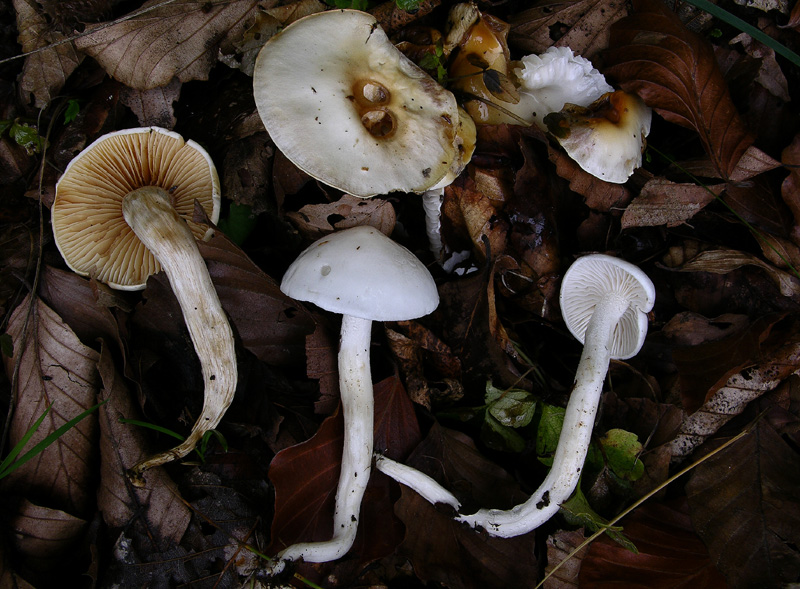 Hygrophorus eburneus  o H. discoxanthus....